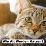 Wie Alt Werden Katzen