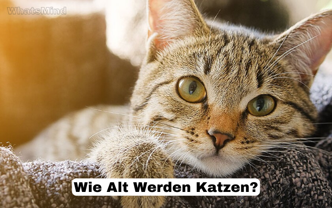 Wie Alt Werden Katzen