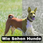 wie sehen hunde