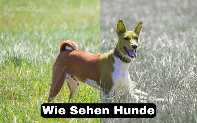 wie sehen hunde