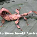 mysteriöses insekt australien