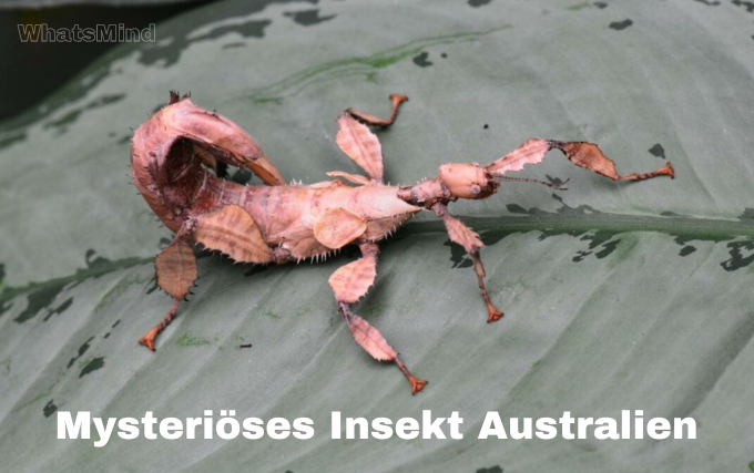 mysteriöses insekt australien