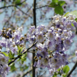 blauglockenbaum nachteile