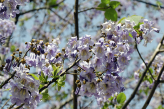 blauglockenbaum nachteile