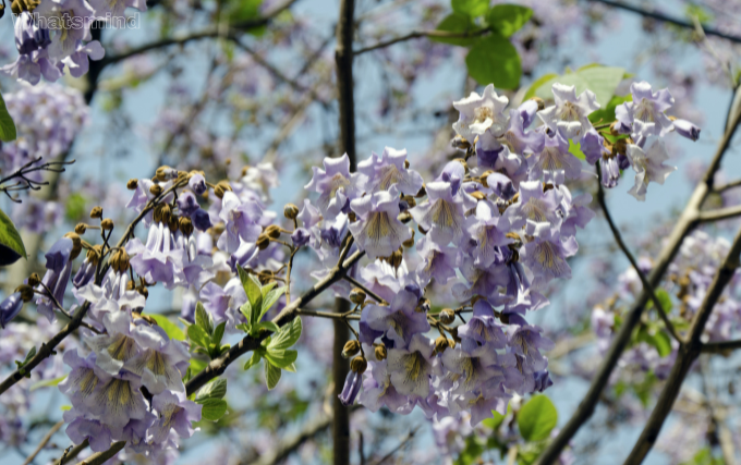 blauglockenbaum nachteile